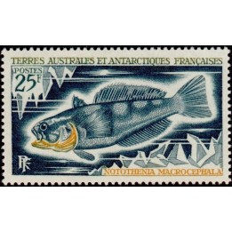 TAAF - 037