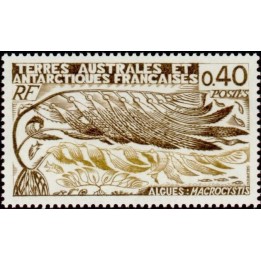 TAAF - 068