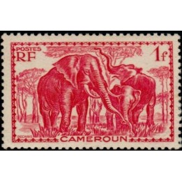 Cameroun - 178