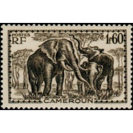 Cameroun - 183