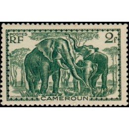 Cameroun - 185