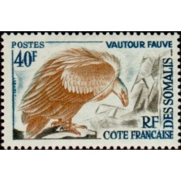 Cote des Somalies - 309