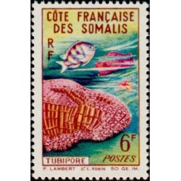 Cote des Somalies - 317