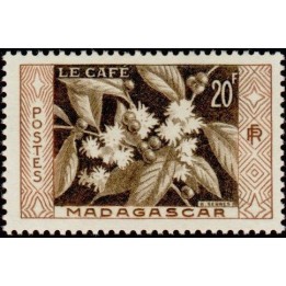 Madagascar - 331