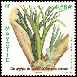 Mayotte - 236