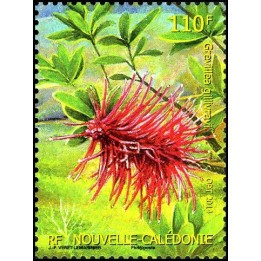 Nouvelle-Caledonie - 1224